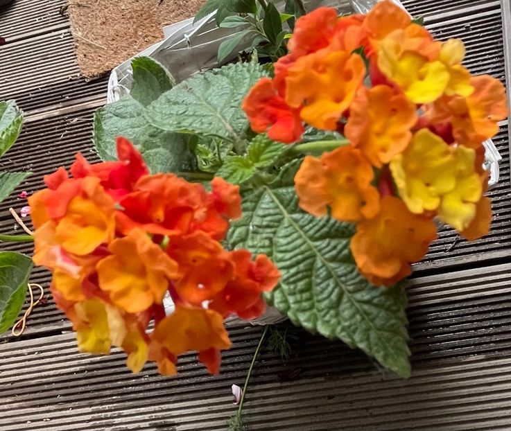 27B1B5BC-A8C2-45D2-BD66-1E1278E460BC - Arbuști 2021-2023