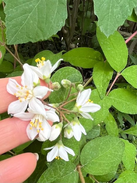 B6C7FB4A-ECA9-43AC-AF67-CFD56072C81A - Arbuști 2021-2023