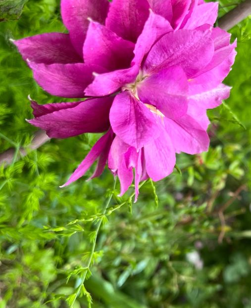 1AF34067-7AEC-4B06-8094-26D1BD51F76F - Clematite 2020-2023