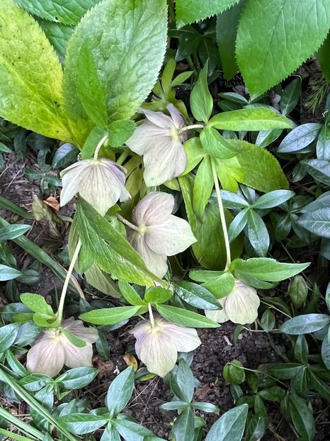 CA81F425-76B5-418E-8A71-C383E13FBE2B - Spanz 2017 2023 2024