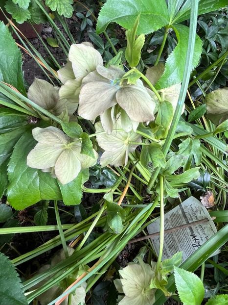 9B4D1CD0-6925-49C1-B8D1-A2F37FF3E9F5 - Spanz 2017 2023 2024