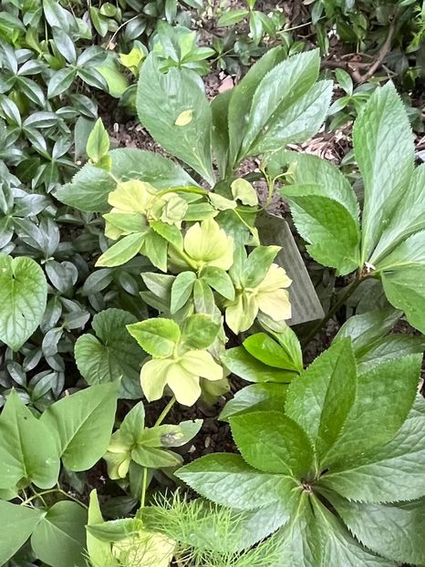 6FE5AFC7-7AE5-46C4-A389-C8E65B2BC669 - Spanz 2017 2023 2024