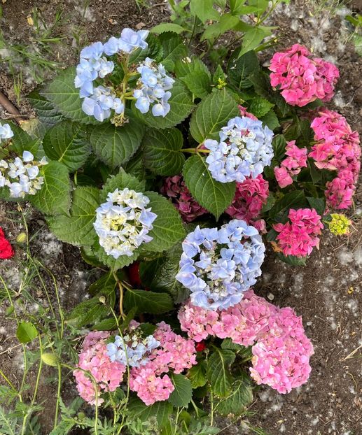 56461509-F9B9-4652-B306-699B869E5923 - Flori la Balta 2016 2023