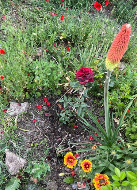 B358F819-355C-4D75-8792-C6BA2615333B - Flori la Balta 2016 2023