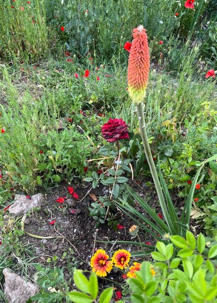 EEDF3215-5B3D-44B7-A985-D13585249095 - Flori la Balta 2016 2023