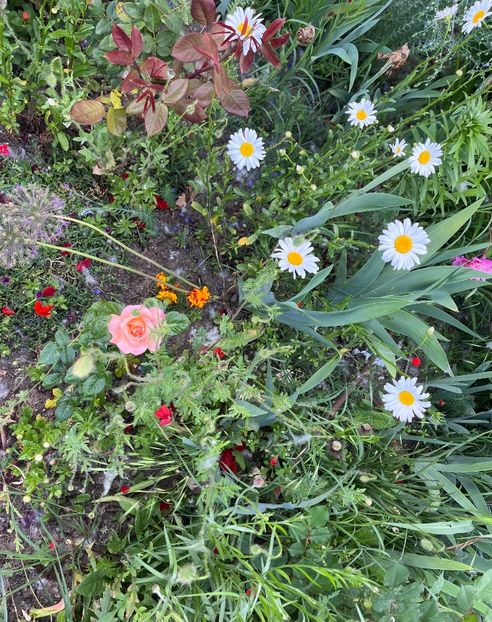 D66BA65F-B637-4DF3-A2EB-264416DC00AD - Flori la Balta 2016 2023