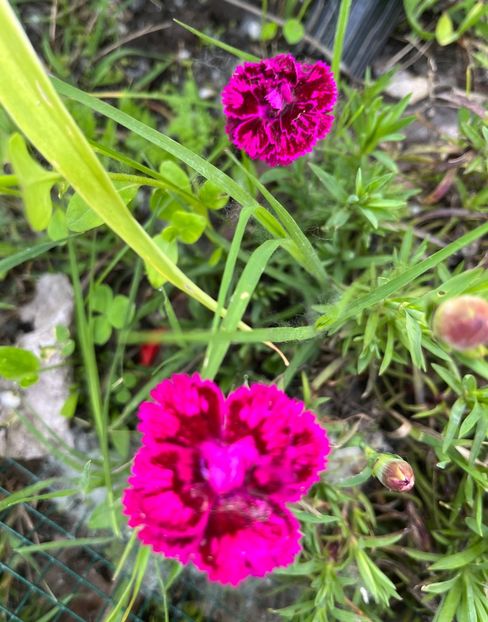 1D7F5113-1F64-4BBE-B110-A812ACE2B509 - Flori la Balta 2016 2023