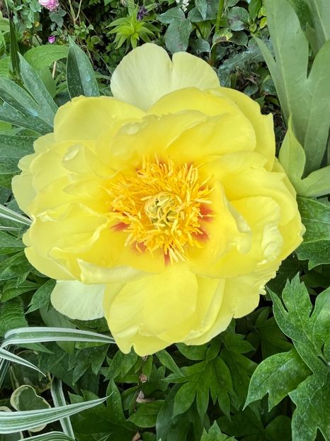 3CF6FBA4-6721-4D41-8F62-A119FBBD0CB0 - Bujor