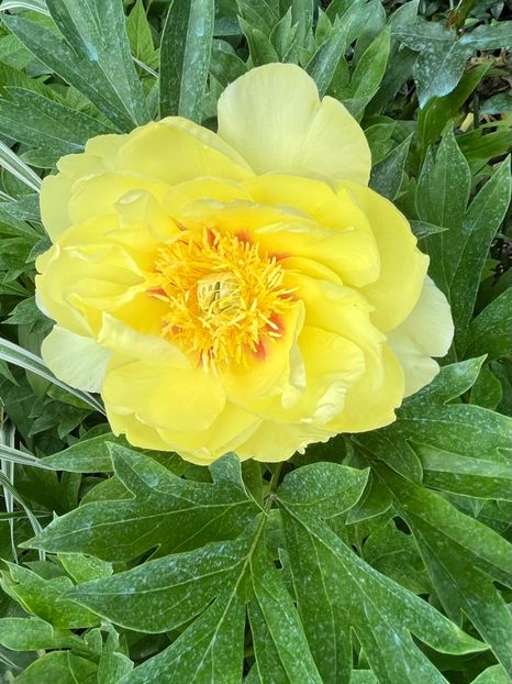 D2B4A3D3-3B67-4125-B40D-C14D67A68A2B - Bujor