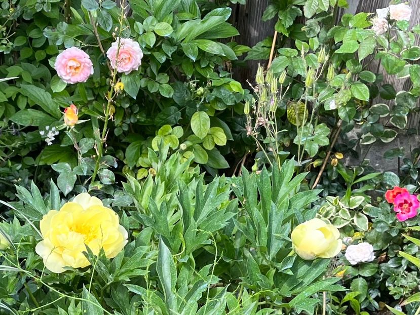 588A06AE-30D1-49ED-99F2-CEF9D88DE4DB - Bujor