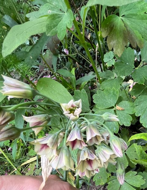 CB5FFF76-6CEF-4C41-8F1B-AA87C33022E4 - Flori 2022 2023