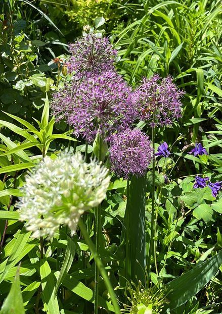 57B59D6A-733B-4B64-A861-F36F822634D0 - Allium 2020 21 22