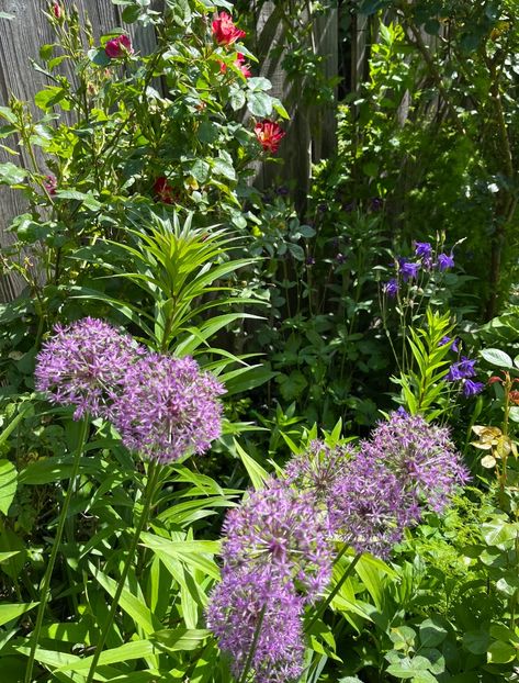 CC6B8DA9-613B-49A5-9A88-575F47267664 - Allium 2020 21 22