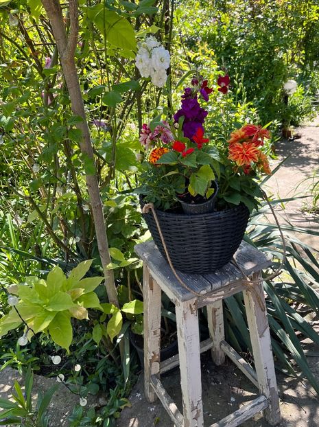 DFE3FD71-CA96-47D0-ADAF-12BF600BB70D - Flori 2022 2023