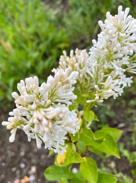 84A6766E-8492-4355-810F-9DFC7FC8EC97 - Arbuști 2021-2023