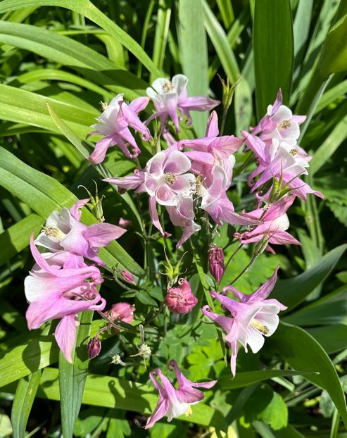 061C57B7-8979-4A39-8FA8-03119EF26F15 - Caldaruse 2020-2023