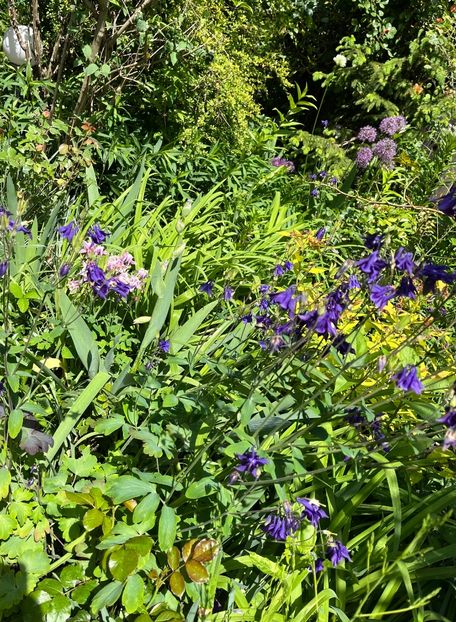 8E514E1E-1A7C-40E2-9C3F-1E48B3E55515 - Caldaruse 2020-2023