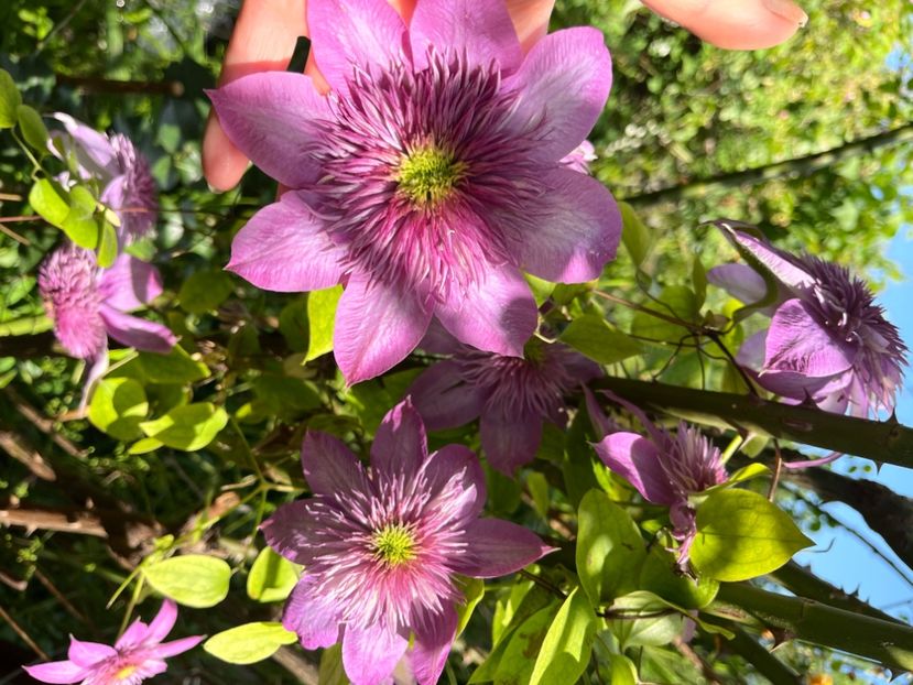 D5B9BAA3-3AED-4282-9B98-631CA55D59DF - Clematite 2020-2023