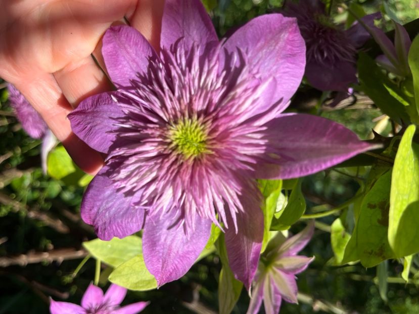 DAB253AD-BA70-407C-9760-1543BC00CCB7 - Clematite 2020-2023