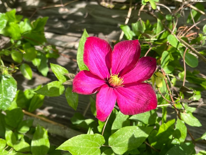 CC9EEAF4-8231-4C12-B847-9937F3D396D6 - Clematite 2020-2023