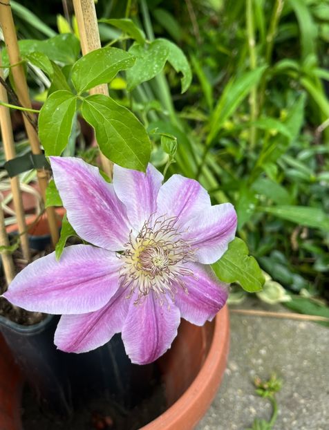 CDFE1D60-4998-49A0-9093-A5D66A1997DE - Clematite 2020-2023