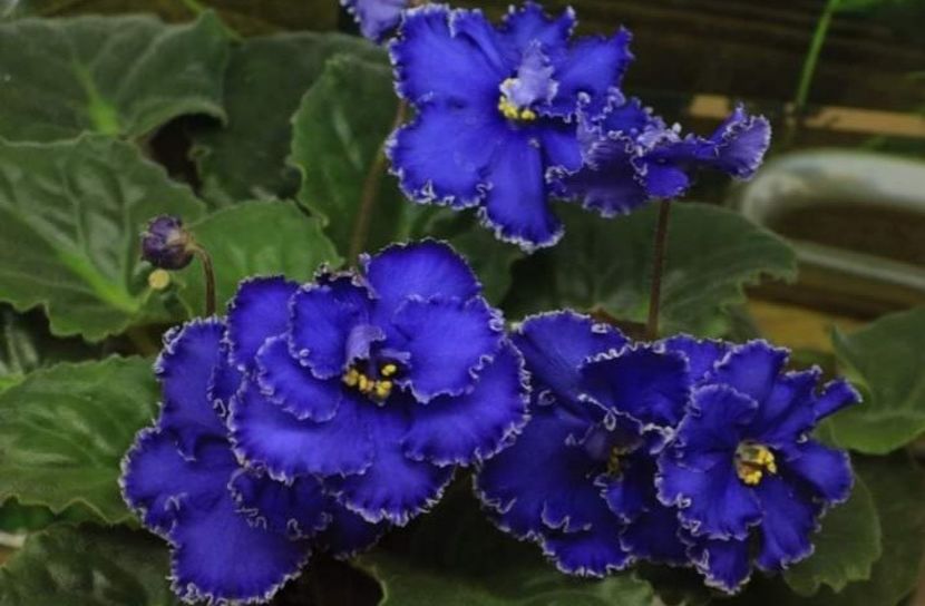 Poza net - RD s Kerrun sau Kerryn