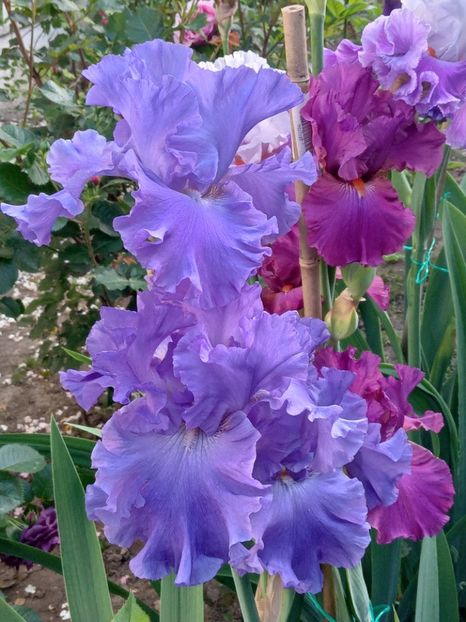  - 0001 - IRIȘI 2023