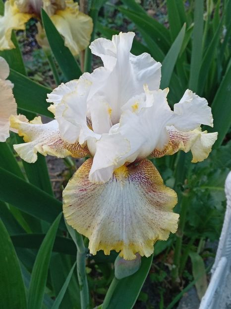  - 0001 - IRIȘI 2023