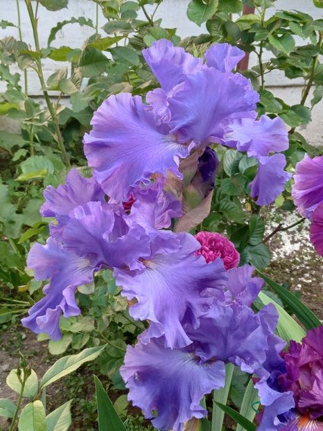  - 0001 - IRIȘI 2023