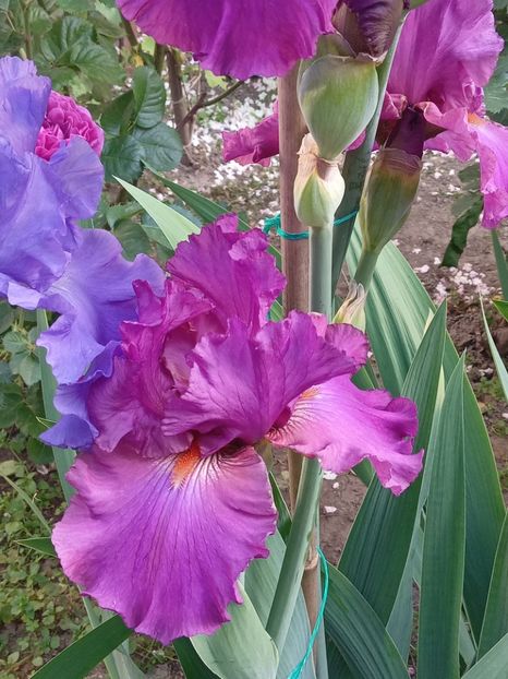  - 0001 - IRIȘI 2023