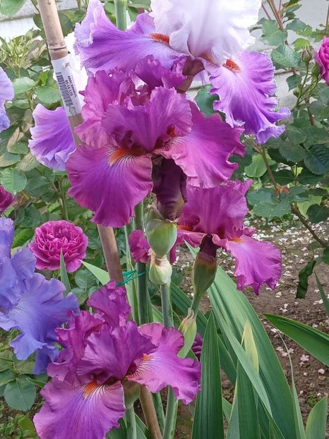  - 0001 - IRIȘI 2023