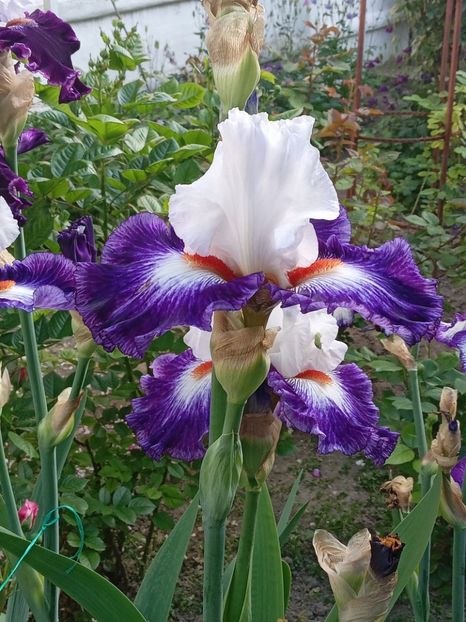  - 0001 - IRIȘI 2023