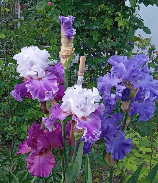  - 0001 - IRIȘI 2023