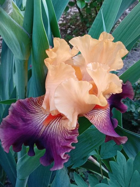  - 0001 - IRIȘI 2023