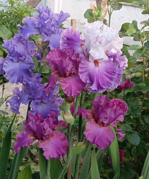  - 0001 - IRIȘI 2023