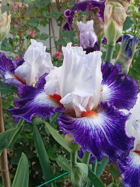  - 0001 - IRIȘI 2023