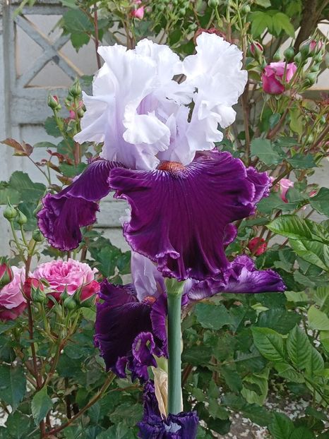  - 0001 - IRIȘI 2023