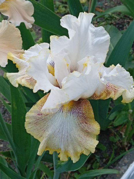  - 0001 - IRIȘI 2023