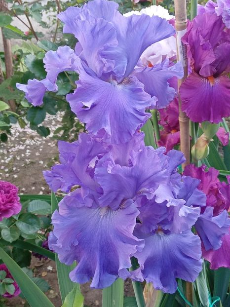  - 0001 - IRIȘI 2023