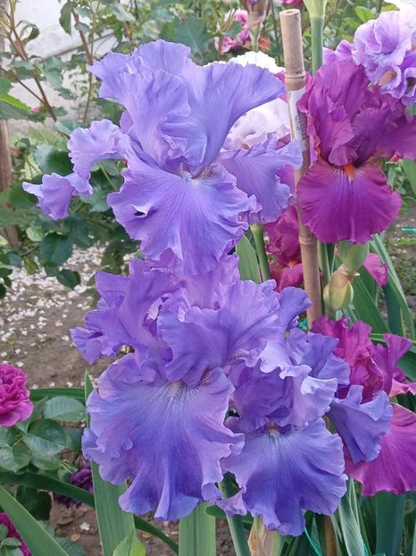  - 0001 - IRIȘI 2023