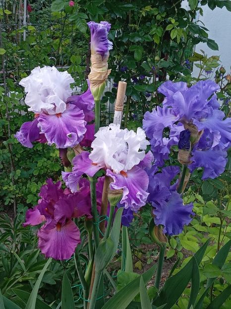  - 0001 - IRIȘI 2023