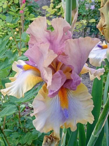  - 0001 - IRIȘI 2023