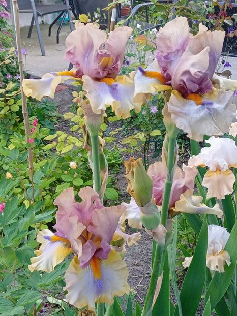  - 0001 - IRIȘI 2023