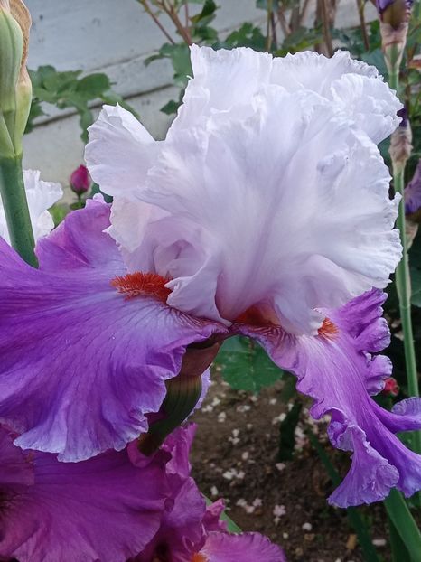  - 0001 - IRIȘI 2023