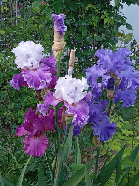  - 0001 - IRIȘI 2023