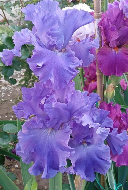  - 0001 - IRIȘI 2023