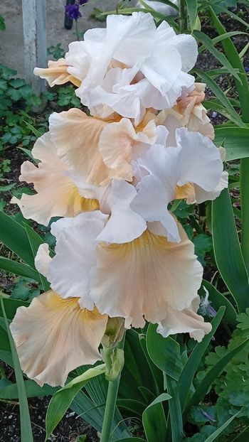  - 0001 - IRIȘI 2023