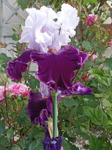  - 0001 - IRIȘI 2023