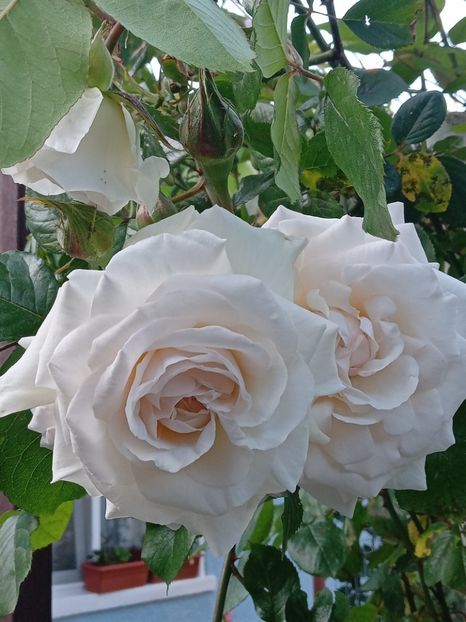  - Swan Lake 2021 - 2022- 2023 - 2024