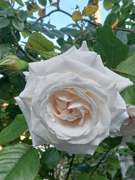  - Swan Lake 2021 - 2022- 2023 - 2024